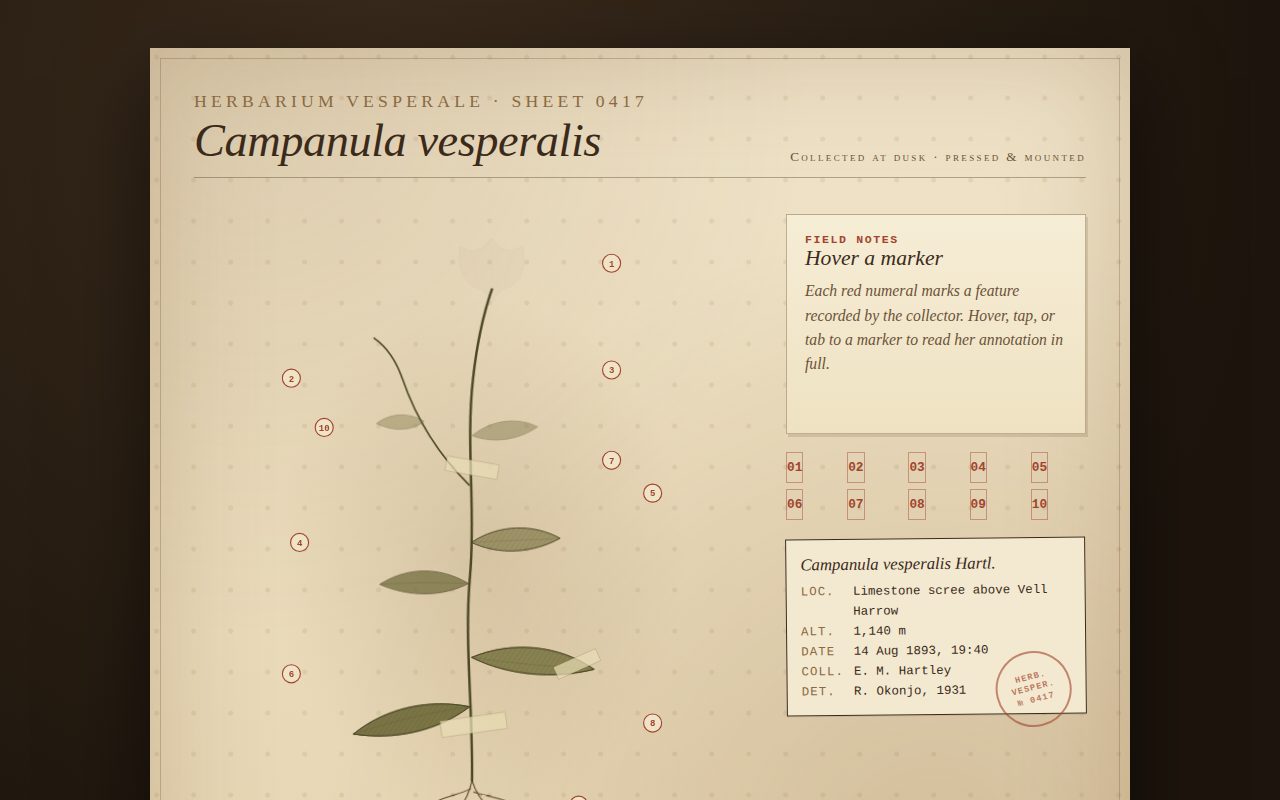 Screenshot of Evening Bellflower Herbarium