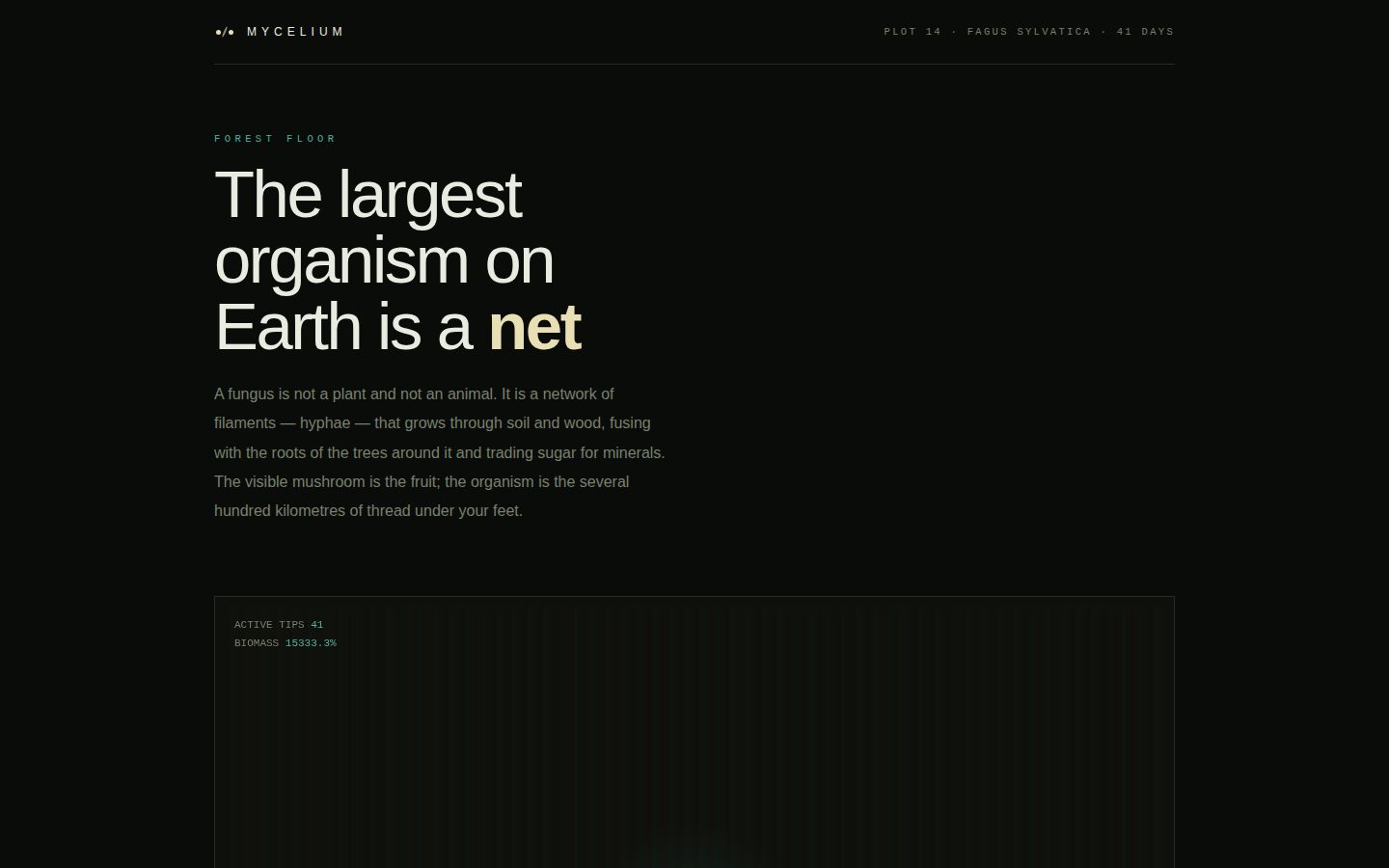 MYCELIUM — the network under the wood screenshot