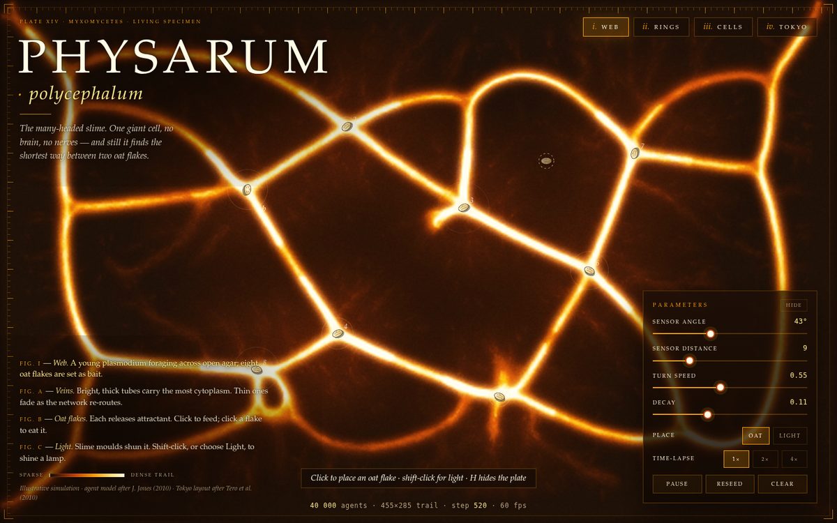 Physarum Polycephalum screenshot