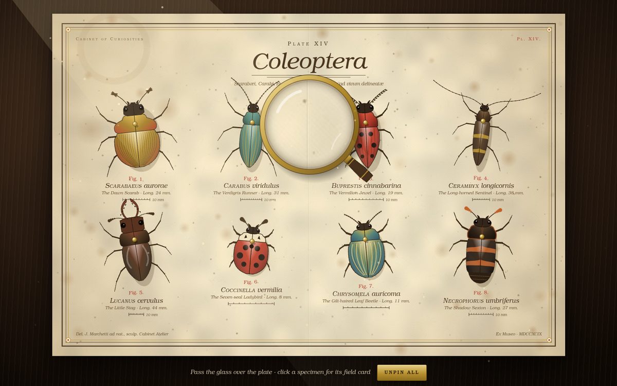 Cabinet of Curiosities: Coleoptera screenshot
